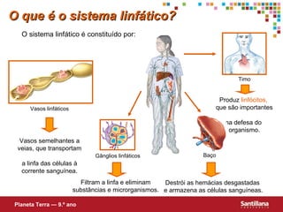 O que é o sistema linfático? O sistema linfático é constituído por: Filtram a linfa e eliminam substâncias e microrganismos. Vasos semelhantes a veias, que transportam  a linfa das células à corrente sanguínea. Destrói as hemácias desgastadas  e armazena as células sanguíneas. Produz  linfócitos,   que são importantes  na defesa do  organismo. Planeta Terra — 9.º ano Vasos linf áticos Baço Timo Gânglios linfáticos  
