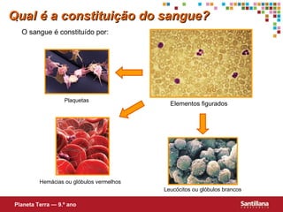 Plaquetas Hemácias ou glóbulos vermelhos Leucócitos ou glóbulos brancos O sangue é constituído por: Qual é a constituição do sangue? Planeta Terra — 9.º ano Elementos figurados 