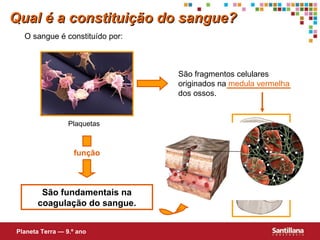São fundamentais na coagulação do sangue. Qual é a constituição do sangue? O sangue é constituído por: Planeta Terra — 9.º ano Plaquetas São fragmentos celulares originados na  medula vermelha  dos ossos. função 