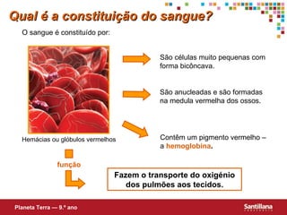 Fazem o transporte do oxigénio dos pulmões aos tecidos. Qual é a constituição do sangue? O sangue é constituído por: Planeta Terra — 9.º ano Hem ácias ou glóbulos vermelhos São células muito pequenas com forma bicôncava. São anucleadas e são formadas  na medula vermelha dos ossos. Contêm um pigmento vermelho – a  hemoglobina . função 
