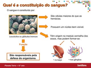 São responsáveis pela defesa do organismo. Qual é a constituição do sangue? O sangue é constituído por: Planeta Terra — 9.º ano Leuc ócitos ou glóbulos brancos nos gânglios São células maiores do que as hemácias. Possuem um núcleo bem visível. Têm origem na medula vermelha dos ossos, mas podem formar-se:  Função no baço 