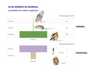B) DE NÚMERO DE BIOMASA
(cantidade de materia orgánica)
INVERTIDA
NORMAL
 