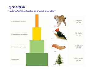 C) DE ENERXÍA
Podería haber pirámides de enerxía invertidas?
 