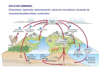 CICLO DO CARBONO:
(Fotosíntese, respiración, descomposición, disolución nos océanos, formación de
rochas/combustibles fósiles, combustión)
 