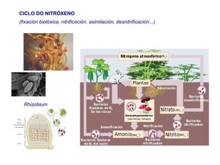 CICLO DO NITRÓXENO
(fixación biolóxica, nitrificación, asimilación, desnitrificación...)
Rhizobium
 