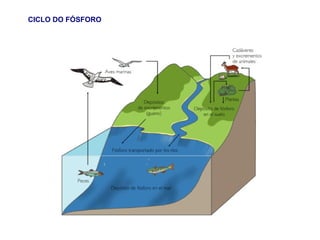 CICLO DO FÓSFORO
 