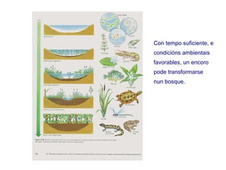 Con tempo suficiente, e
condicións ambientais
favorables, un encoro
pode transformarse
nun bosque.
 