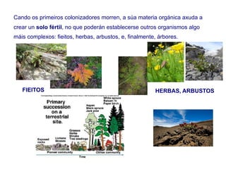 Cando os primeiros colonizadores morren, a súa materia orgánica axuda a
crear un solo fértil, no que poderán establecerse outros organismos algo
máis complexos: fieitos, herbas, arbustos, e, finalmente, árbores.
FIEITOS HERBAS, ARBUSTOS
 