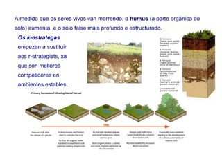 A medida que os seres vivos van morrendo, o humus (a parte orgánica do
solo) aumenta, e o solo faise máis profundo e estructurado.
Os k-estrategas
empezan a sustituir
aos r-strategists, xa
que son mellores
competidores en
ambientes estables.
 