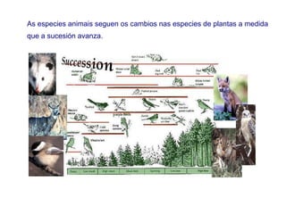 As especies animais seguen os cambios nas especies de plantas a medida
que a sucesión avanza.
 