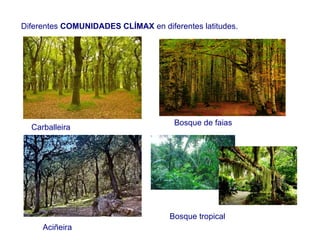 Diferentes COMUNIDADES CLÍMAX en diferentes latitudes.
Carballeira
Aciñeira
Bosque de faias
Bosque tropical
 