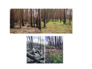 Unidade 6  ecosistemas