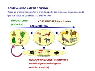 A OBTENCIÓN DE MATERIA E ENERXÍA:
Todos os organismos obteñen a enerxía a partir das moléculas orgánicas, aínda
que non todos as conseguen do mesmo xeito:
PRODUCTORES
(autótrofos)
CONSUMIDORES (heterótrofos)
DESCOMPOÑEDORES: transforman a
materia orgánica en inorgánica
(reciclan a materia)
CADEA TRÓFICA
 