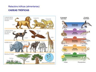 Relacións tróficas (alimentarias):
CADEAS TRÓFICAS
 