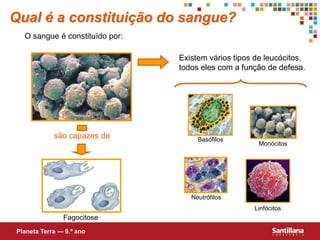 Existem vários tipos de leucócitos,
todos eles com a função de defesa.
são capazes de
Qual é a constituição do sangue?
O sangue é constituído por:
Planeta Terra — 9.º ano
Monócitos
Fagocitose
Linfócitos
Neutrófilos
Basófilos
 