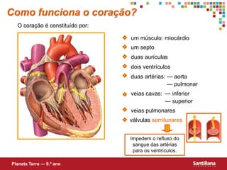 um septo
dois ventrículos
duas artérias:
— pulmonar
— superior
veias pulmonares
Impedem o refluxo do
sangue das artérias
para os ventrículos.
Como funciona o coração?
duas aurículas
— aorta
veias cavas: — inferior
válvulas semilunares
O coração é constituído por:
um músculo: miocárdio
Planeta Terra — 9.º ano
 