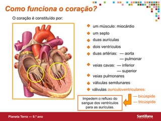 duas aurículas
dois ventrículos
um septo
duas artérias: — aorta
— pulmonar
veias cavas:
veias pulmonares
— inferior
— superior
válvulas semilunares
— bicúspide
— tricúspide
Impedem o refluxo do
sangue dos ventrículos
para as aurículas.
válvulas auriculoventriculares:
O coração é constituído por:
Como funciona o coração?
um músculo: miocárdio
Planeta Terra — 9.º ano
 