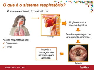  Fossas nasais
 Faringe
As vias respiratórias são:
Órgão comum ao
sistema digestivo.
Impede a
passagem dos
alimentos para
a laringe.
Permite a passagem do
ar e do bolo alimentar.
O que é o sistema respiratório?
O sistema respiratório é constituído por:
Epiglote
Planeta Terra — 9.º ano
Faringe
 
