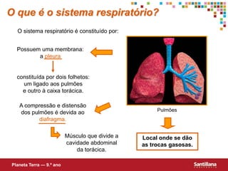 constituída por dois folhetos:
um ligado aos pulmões
e outro à caixa torácica.
Possuem uma membrana:
a pleura
A compressão e distensão
dos pulmões é devida ao
diafragma.
Músculo que divide a
cavidade abdominal
da torácica.
Local onde se dão
as trocas gasosas.
O que é o sistema respiratório?
O sistema respiratório é constituído por:
Planeta Terra — 9.º ano
Pulmões
 