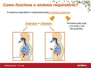 Como funciona o sistema respiratório?
O sistema respiratório é responsável pela ventilação pulmonar.
Processo pelo qual
o ar entra e sai
dos pulmões.
Inspiração Expiração+
Planeta Terra — 9.º ano
 