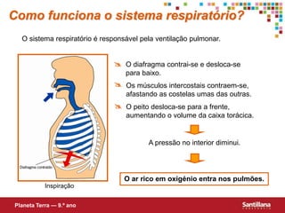 O sistema respiratório é responsável pela ventilação pulmonar.
 O diafragma contrai-se e desloca-se
para baixo.
 Os músculos intercostais contraem-se,
afastando as costelas umas das outras.
O ar rico em oxigénio entra nos pulmões.
A pressão no interior diminui.
 O peito desloca-se para a frente,
aumentando o volume da caixa torácica.
Como funciona o sistema respiratório?
Planeta Terra — 9.º ano
Inspiração
 