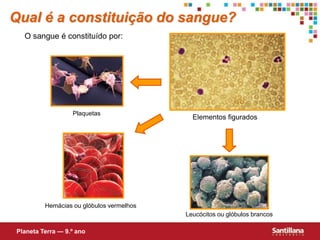Plaquetas
Hemácias ou glóbulos vermelhos
Leucócitos ou glóbulos brancos
O sangue é constituído por:
Qual é a constituição do sangue?
Planeta Terra — 9.º ano
Elementos figurados
 