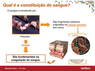 São fundamentais na
coagulação do sangue.
São fragmentos celulares
originados na medula vermelha
dos ossos.
função
Qual é a constituição do sangue?
O sangue é constituído por:
Planeta Terra — 9.º ano
Plaquetas
 
