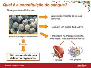 • nos gânglios
São células maiores do que as
hemácias.
Possuem um núcleo bem visível.
Têm origem na medula vermelha
dos ossos, mas podem formar-se:
São responsáveis pela
defesa do organismo.
Função
Qual é a constituição do sangue?
O sangue é constituído por:
Planeta Terra — 9.º ano
• no baço
Leucócitos ou glóbulos brancos
 