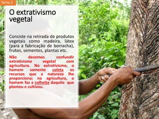 O extrativismo
vegetal
Consiste na retirada de produtos
vegetais como madeira, látex
(para a fabricação de borracha),
frutos, sementes, plantas etc.
Não devemos confundir
extrativismo vegetal com
agricultura. No extrativismo, o
homem somente coleta os
recursos que a natureza lhe
proporciona; na agricultura, o
homem faz a colheita daquilo que
plantou e cultivou.
Tema 2
 