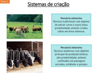 Sistemas de criação
Tema 2
 