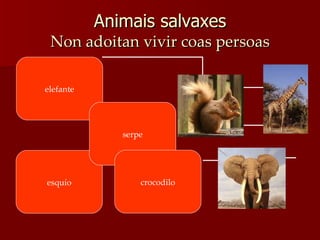 Animais salvaxes Non adoitan vivir coas persoas elefante esquío serpe crocodilo 