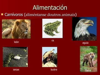 Alimentación Carnívoros ( aliméntanse doutros animais ) león ra aguia serpe buitre hiena 