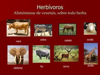 Herbívoros Aliméntanse de vexetais, sobre todo herba vaca cebra cabalo ovella elefante ñu cervo xirafa 