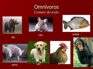 Omnívoros Comen de todo oso rato piraña porco can galiña chimpancé 
