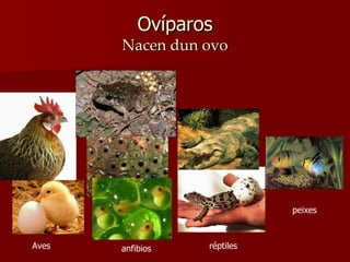 Ovíparos Nacen dun ovo Aves anfibios réptiles peixes 