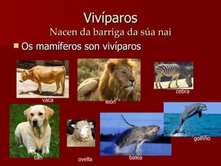 Vivíparos Nacen da barriga da súa nai Os mamíferos son vivíparos balea ´golfiño vaca león cebra can ovella 