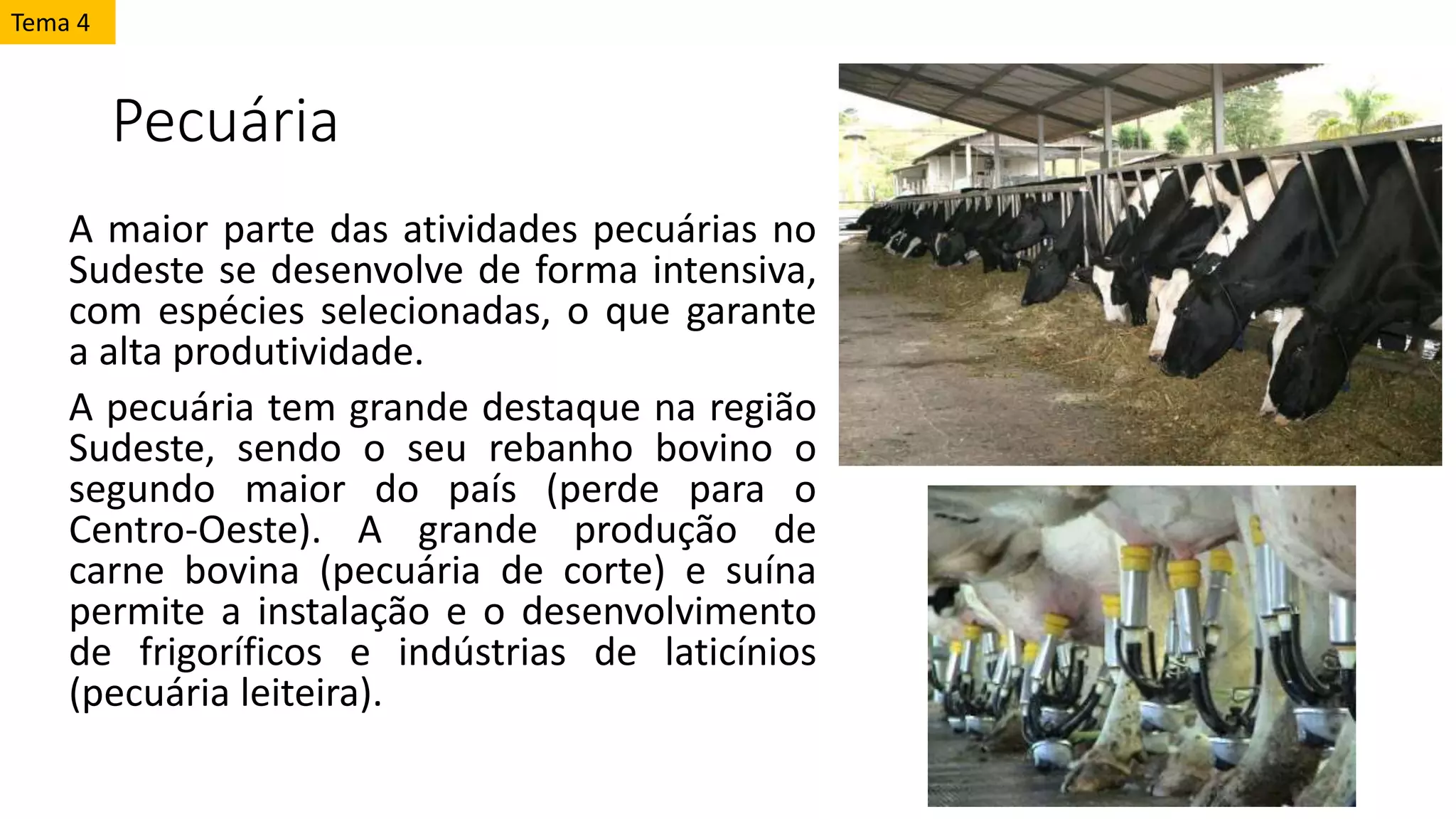 Pecuária
A maior parte das atividades pecuárias no
Sudeste se desenvolve de forma intensiva,
com espécies selecionadas, o que garante
a alta produtividade.
A pecuária tem grande destaque na região
Sudeste, sendo o seu rebanho bovino o
segundo maior do país (perde para o
Centro-Oeste). A grande produção de
carne bovina (pecuária de corte) e suína
permite a instalação e o desenvolvimento
de frigoríficos e indústrias de laticínios
(pecuária leiteira).
Tema 4
 