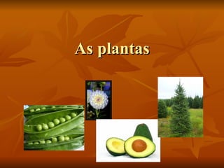 As plantas 