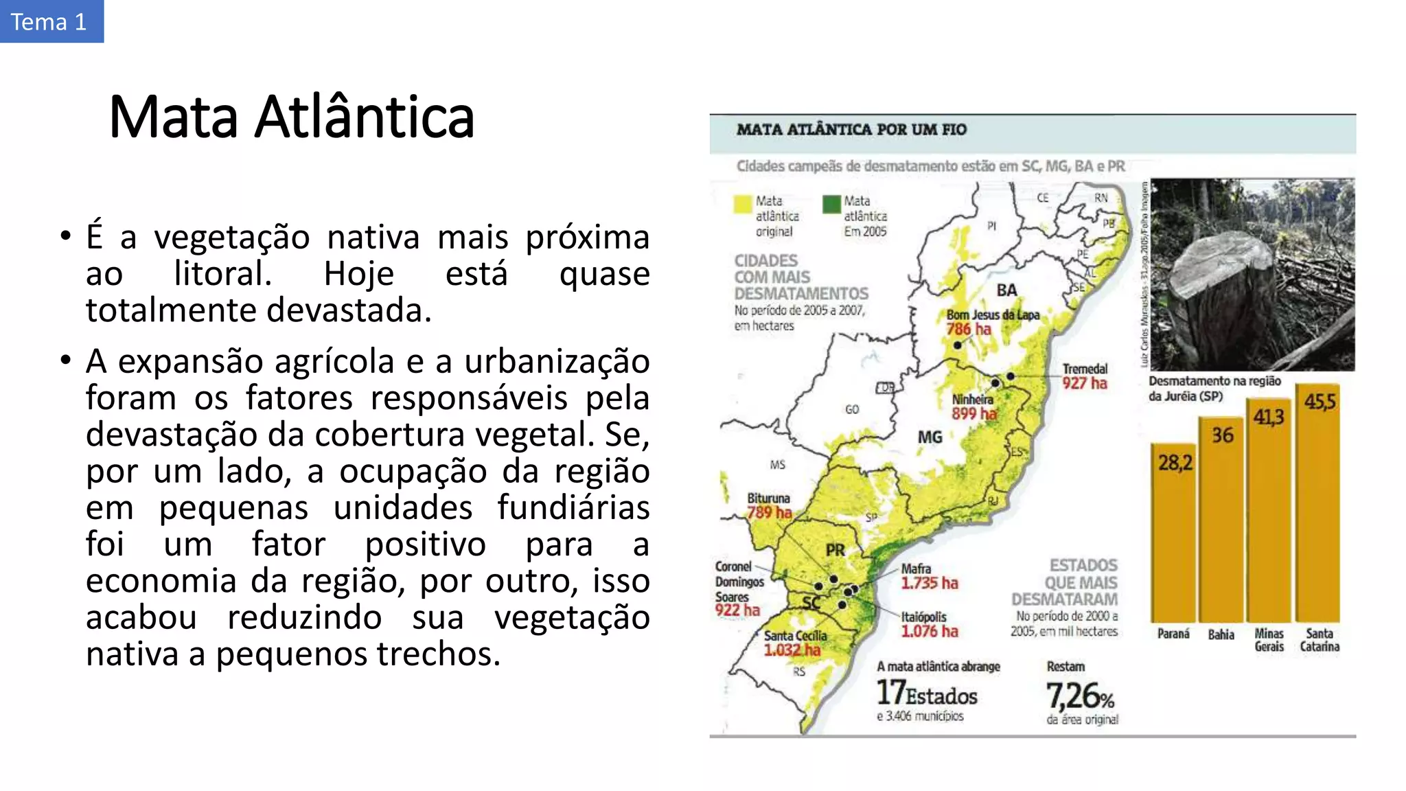 Mata Atlântica
• É a vegetação nativa mais próxima
ao litoral. Hoje está quase
totalmente devastada.
• A expansão agrícola e a urbanização
foram os fatores responsáveis pela
devastação da cobertura vegetal. Se,
por um lado, a ocupação da região
em pequenas unidades fundiárias
foi um fator positivo para a
economia da região, por outro, isso
acabou reduzindo sua vegetação
nativa a pequenos trechos.
Tema 1
 