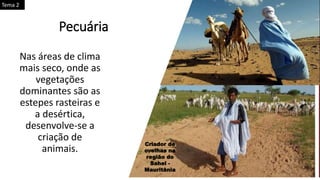Nas áreas de clima
mais seco, onde as
vegetações
dominantes são as
estepes rasteiras e
a desértica,
desenvolve-se a
criação de
animais.
Pecuária
Criador de
ovelhas na
região do
Sahel -
Mauritânia
Tema 2
 