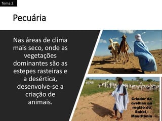 Nas áreas de clima
mais seco, onde as
vegetações
dominantes são as
estepes rasteiras e
a desértica,
desenvolve-se a
criação de
animais.
Pecuária
Criador de
ovelhas na
região do
Sahel -
Mauritânia
Tema 2
 