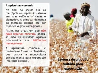 A agricultura comercial
No final do século XIX, as
metrópoles europeias instalaram
em suas colônias africanas o
plantation. A principal demanda
do mercado externo era por
espécies vegetais oleaginosas
Assim, nas áreas em que não
havia recursos minerais, lançou-
se mão da atividade agrícola
estabelecida em latifúndios
monocultores.
A agricultura comercial é
realizada na forma de plantation,
que pratica a monocultura
principalmente para exportação
(mercado externo). Lavoura de algodão
voltada para
exportação
 