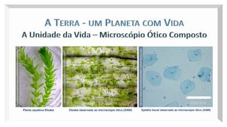 Paula Malheiro
2015/2016
Elodea observada ao microscópio ótico (X400)
http://biologiaprimercurso.webnode.es/la-celula-eucariota-vegetal
http://professoraclaudia2ano.blogspot.pt/2014/02/protocolo-aulas-praticas.html
http://www.usjt.br/acervolaminas/index.php/citologia/1-citologia/2-observacao-celulas
Epitélio bucal observado ao microscópio ótico (X400)
Planta aquática Elodea
Paula Malheiro
2015/2016
 