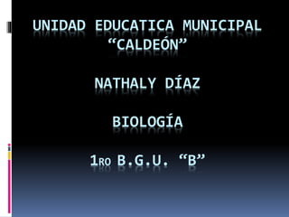 UNIDAD EDUCATICA MUNICIPAL 
“CALDEÓN” 
NATHALY DÍAZ 
BIOLOGÍA 
1RO B.G.U. “B” 
 