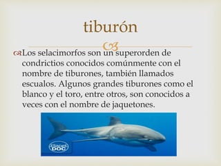 Los selacimorfos son un superorden de
condrictios conocidos comúnmente con el
nombre de tiburones, también llamados
escualos. Algunos grandes tiburones como el
blanco y el toro, entre otros, son conocidos a
veces con el nombre de jaquetones.
tiburón
 