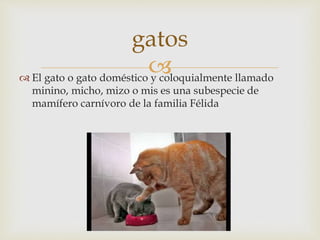  El gato o gato doméstico y coloquialmente llamado
minino, micho, mizo o mis es una subespecie de
mamífero carnívoro de la familia Félida
gatos
 