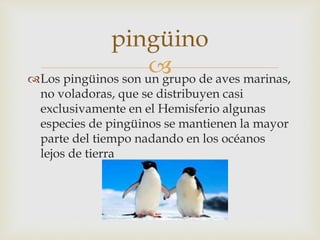 Los pingüinos son un grupo de aves marinas,
no voladoras, que se distribuyen casi
exclusivamente en el Hemisferio algunas
especies de pingüinos se mantienen la mayor
parte del tiempo nadando en los océanos
lejos de tierra
pingüino
 
