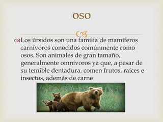 Los úrsidos son una familia de mamíferos
carnívoros conocidos comúnmente como
osos. Son animales de gran tamaño,
generalmente omnívoros ya que, a pesar de
su temible dentadura, comen frutos, raíces e
insectos, además de carne
oso
 