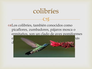 
Los colibríes, también conocidos como
picaflores, zumbadores, pájaros mosca o
ermitaños, son un clado de aves pomiformes
endémicas de América que cuenta con más
de 300 especies
colibríes
 