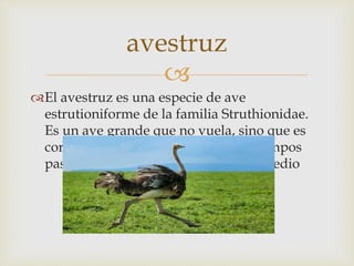 
El avestruz es una especie de ave
estrutioniforme de la familia Struthionidae.
Es un ave grande que no vuela, sino que es
corredora. Se halla en África, y en tiempos
pasados también habitó en Oriente Medio
avestruz
 